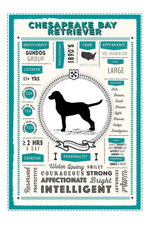 Chesapeake Bay Retriever Infographic Blue