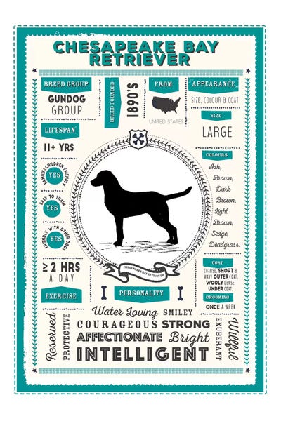 Other Breeds: Chesapeake Bay Retriever Infographic Blue by PaperPaintPixels