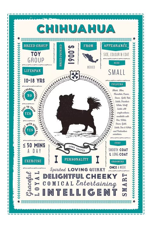 Chihuahua - Long Coated Infographic Blue by PaperPaintPixels wall art
