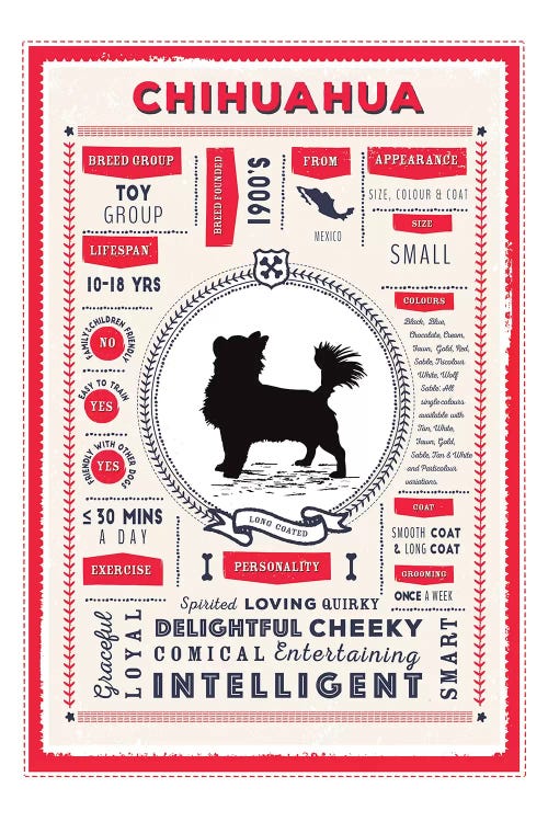 Chihuahua - Long Coated Infographic Red