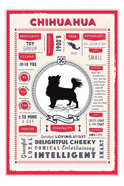 Chihuahuas: Chihuahua - Long Coated Infographic Red by PaperPaintPixels