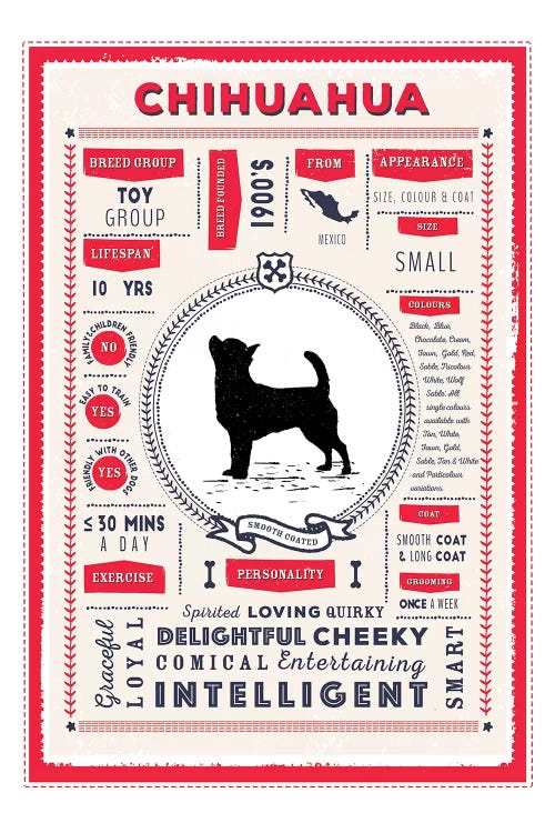 Chihuahua - Smooth Coated Infographic Red by PaperPaintPixels wall art