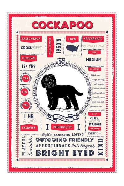 Cockapoo Infographic Red