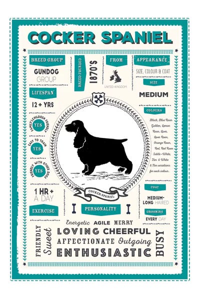 Spaniels: Cocker Spaniel Infographic Blue by PaperPaintPixels