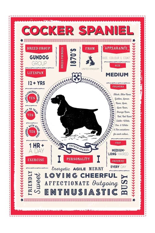 Cocker Spaniel Infographic Red