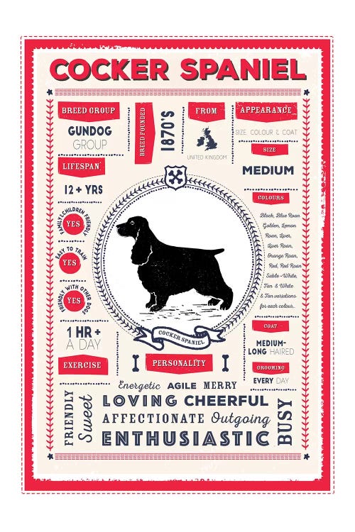 Cocker Spaniel Infographic Red