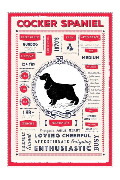 Spaniels: Cocker Spaniel Infographic Red by PaperPaintPixels
