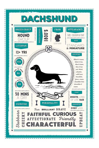 Dachshunds: Dachshund Infographic Blue by PaperPaintPixels