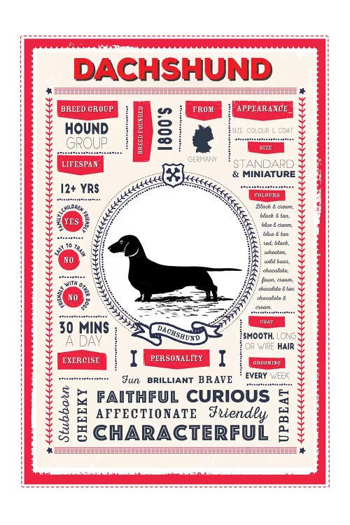 Dachshund Infographic Red