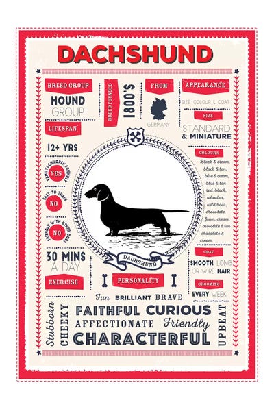 Dachshund Infographic Red