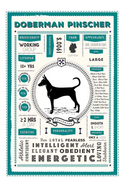 Doberman Pinschers: Doberman Pinscher Infographic Blue by PaperPaintPixels