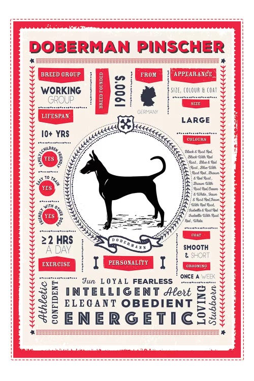 Doberman Pinscher Infographic Red