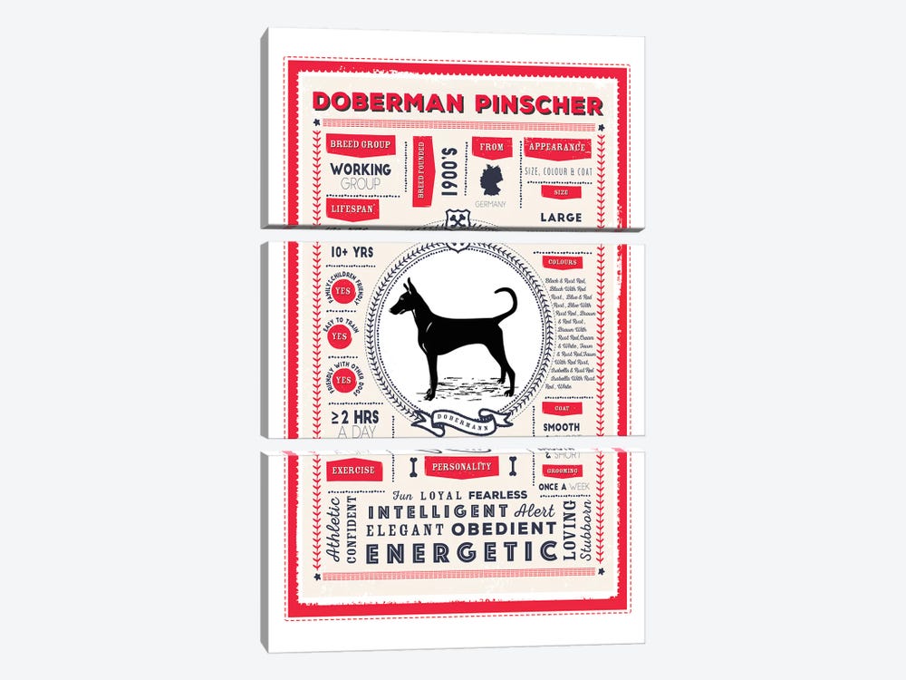 Doberman Pinscher Infographic Red by PaperPaintPixels 3-piece Art Print