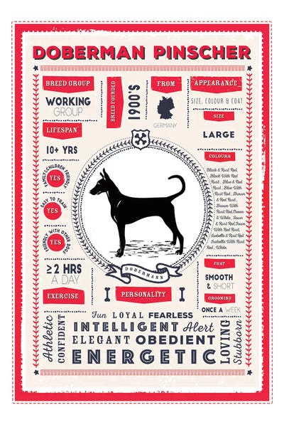 Doberman Pinschers: Doberman Pinscher Infographic Red by PaperPaintPixels