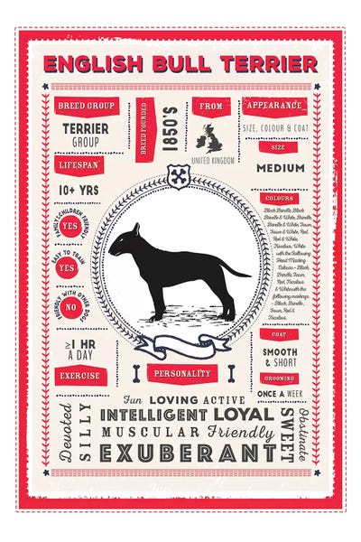 English Bull Terrier Infographic Red by PaperPaintPixels metal wall art