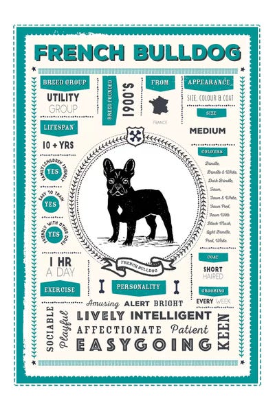 French Bulldog Infographic Blue by PaperPaintPixels acrylic art print