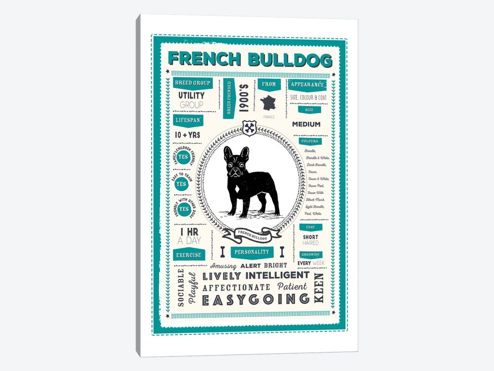 French Bulldog Infographic Blue by PaperPaintPixels 1-piece Canvas Wall Art