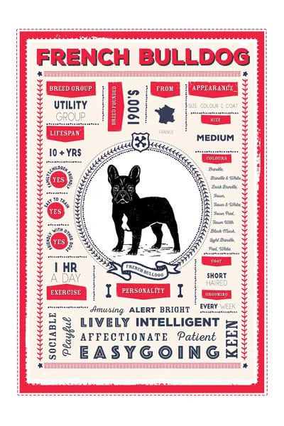 French Bulldog Infographic Red by PaperPaintPixels canvas print