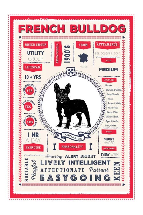 French Bulldog Infographic Red