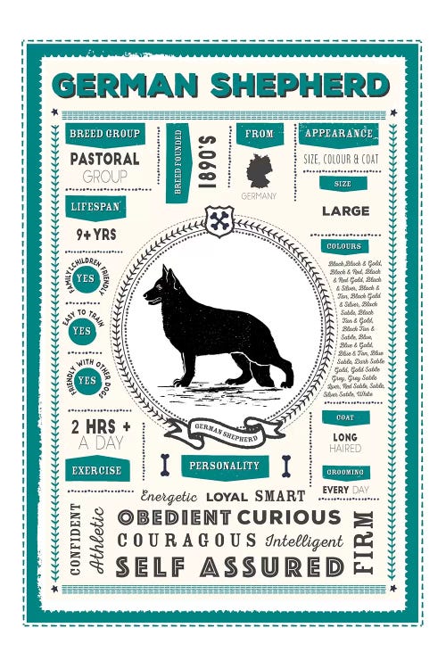 German Shepherd Infographic Blue