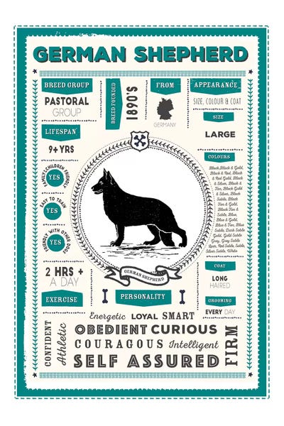 German Shepherds: German Shepherd Infographic Blue by PaperPaintPixels