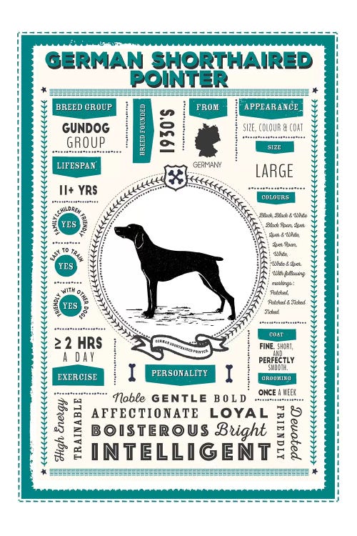 German Short Haired Pointer Infographic Blue