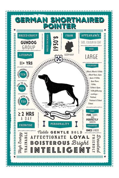 German Shorthaired Pointers: German Short Haired Pointer Blue Infographic by PaperPaintPixels