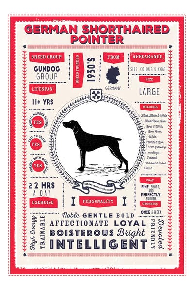 German Short Haired Pointer Red Infographic Red by PaperPaintPixels framed wall art