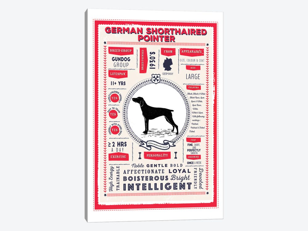 German Short Haired Pointer Infographic Red by PaperPaintPixels 1-piece Canvas Art Print