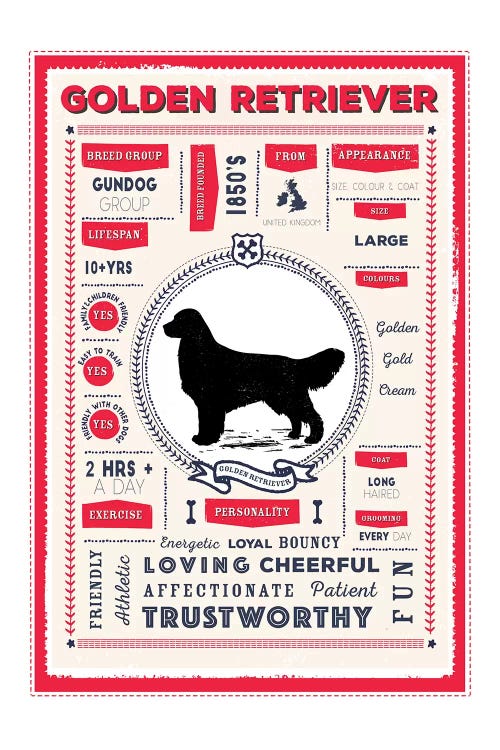 Golden Retriever Infographic Red