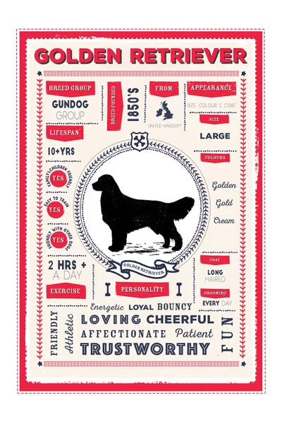 Golden Retriever Infographic Red