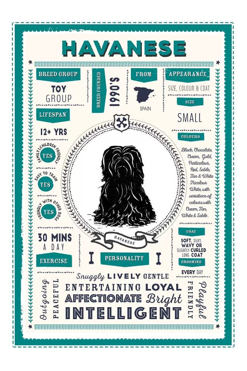 Havanese Infographic Blue by PaperPaintPixels wall art