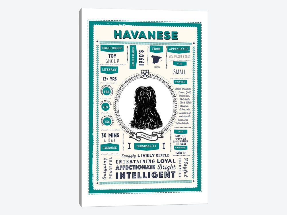 Havanese Infographic Blue by PaperPaintPixels 1-piece Canvas Wall Art