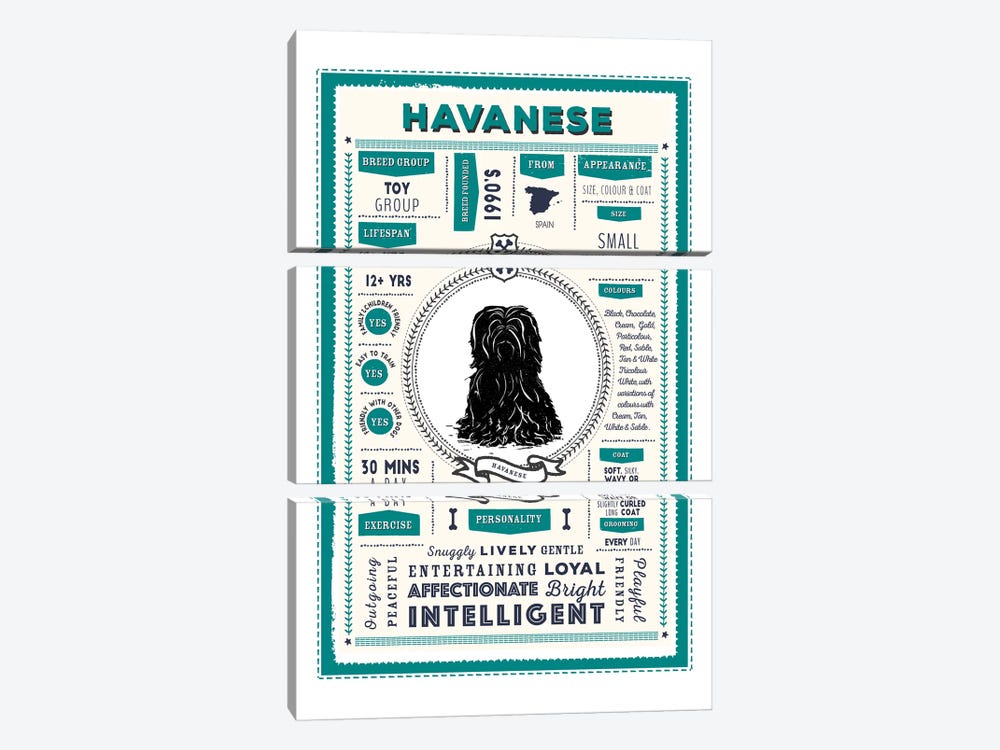 Havanese Infographic Blue by PaperPaintPixels 3-piece Canvas Artwork