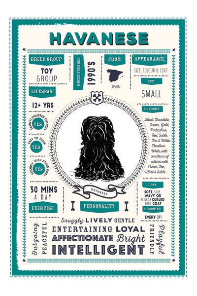 Havanese: Havanese Infographic Blue by PaperPaintPixels