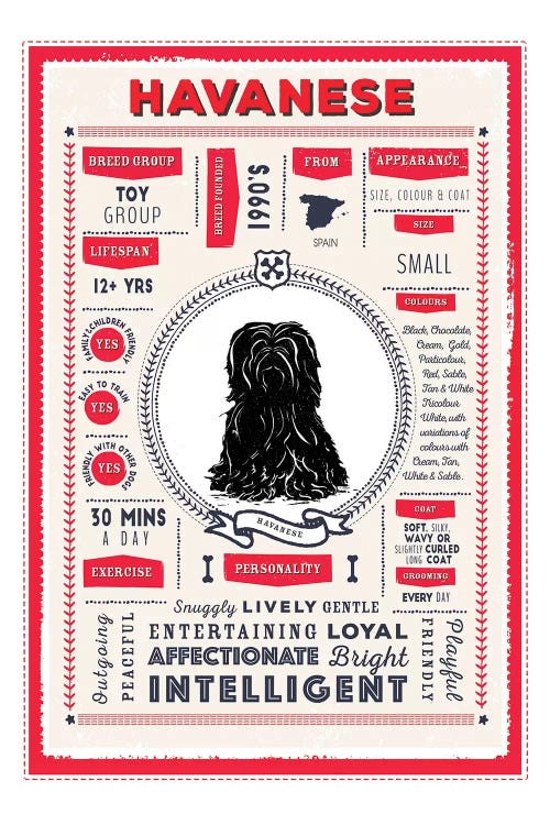 Havanese Infographic Red