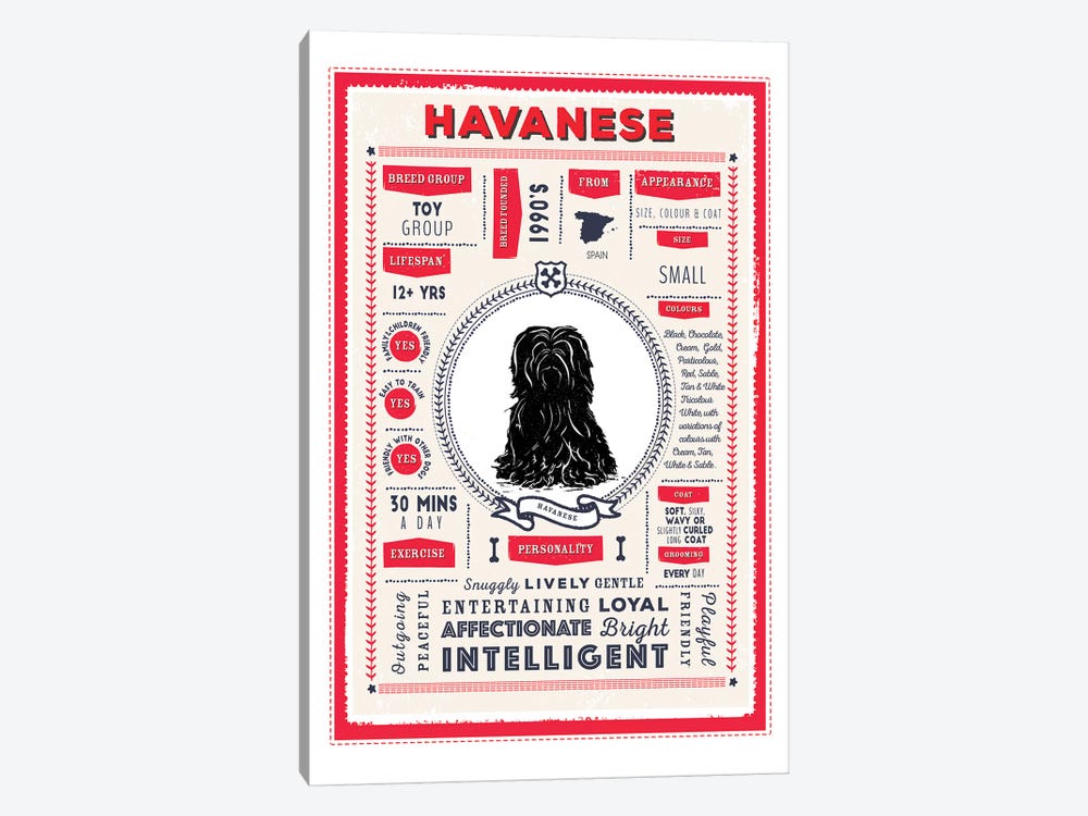 Havanese Infographic Red by PaperPaintPixels 1-piece Canvas Art Print