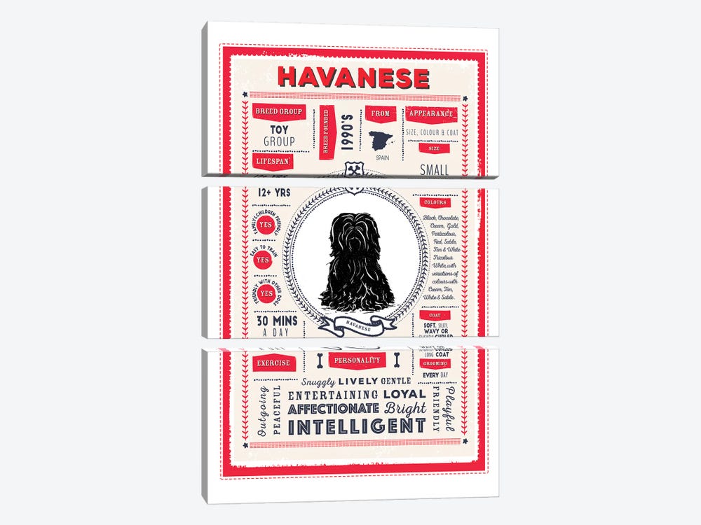 Havanese Infographic Red by PaperPaintPixels 3-piece Canvas Art Print