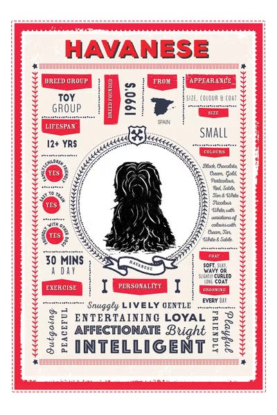 Havanese: Havanese Infographic Red by PaperPaintPixels