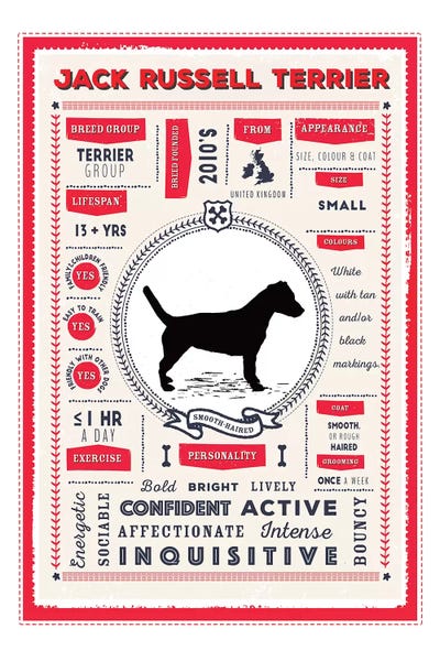 Jack Russell Terriers: Jack Russel - Smooth Coated Infographic Red by PaperPaintPixels