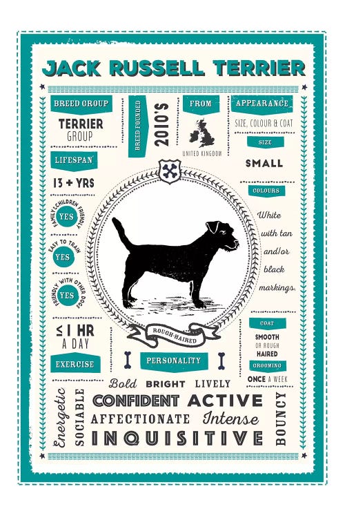 Jack Russell - Rough Haired Infographic Blue