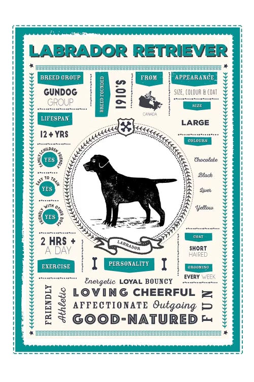 Labrador Retriever Infographic Blue