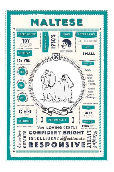 Maltese Infographic Blue by PaperPaintPixels canvas print