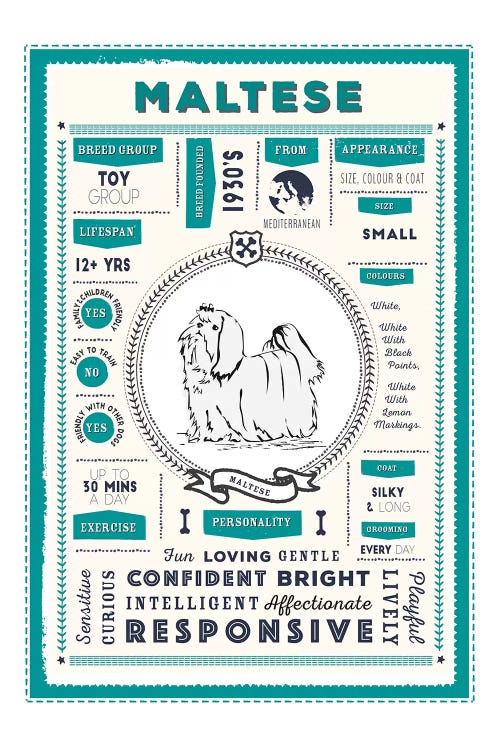 Maltese Infographic Blue by PaperPaintPixels wall art