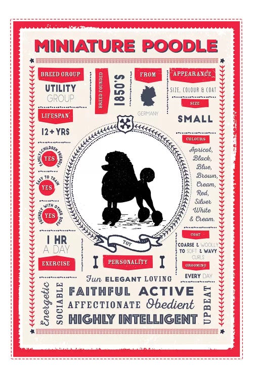 Miniature Poodle Infographic Red by PaperPaintPixels wall art