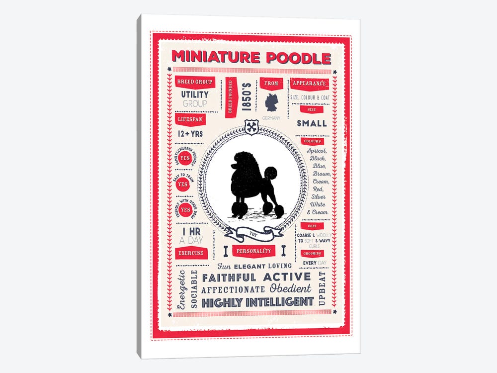 Miniature Poodle Infographic Red by PaperPaintPixels 1-piece Canvas Artwork