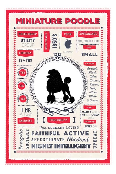 Poodles: Miniature Poodle Infographic Red by PaperPaintPixels