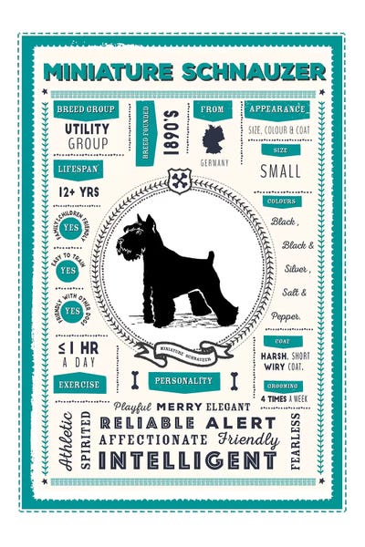 Schnauzers: Miniature Schnauzer Infographic Blue by PaperPaintPixels