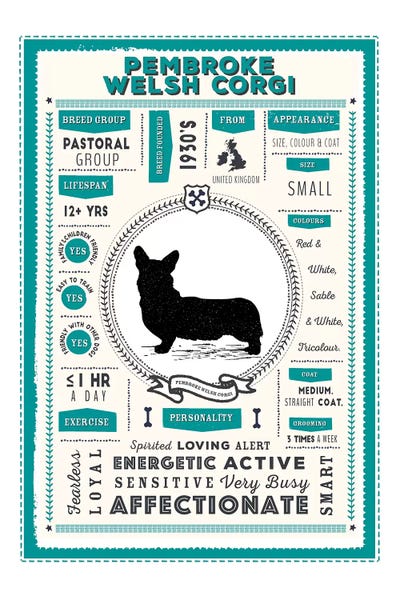 Pembroke Welsh Corgi Infographic Blue by PaperPaintPixels metal wall art