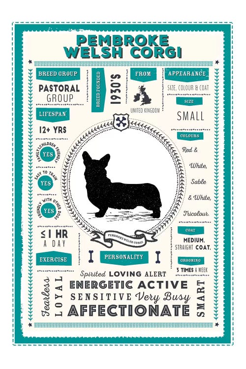 Pembroke Welsh Corgi Infographic Blue